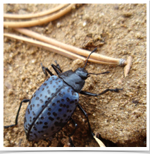 Beetle - Walking Beetle - Walking